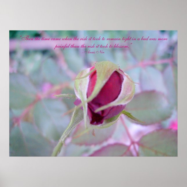 Poster de Elegância Pura (Frente)