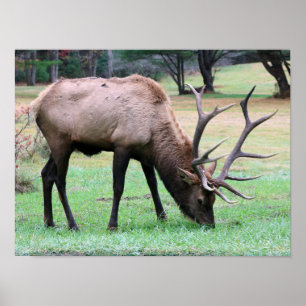 Poster de Elk