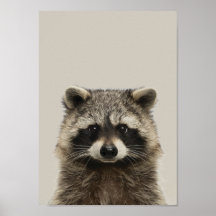 Poster de Enfermeiro de Bebês - Racoon