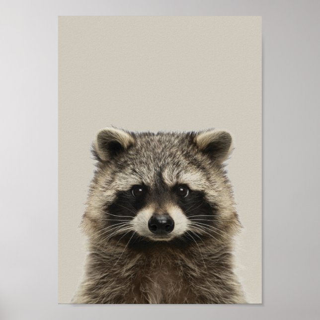 Poster de Enfermeiro de Bebês - Racoon (Frente)
