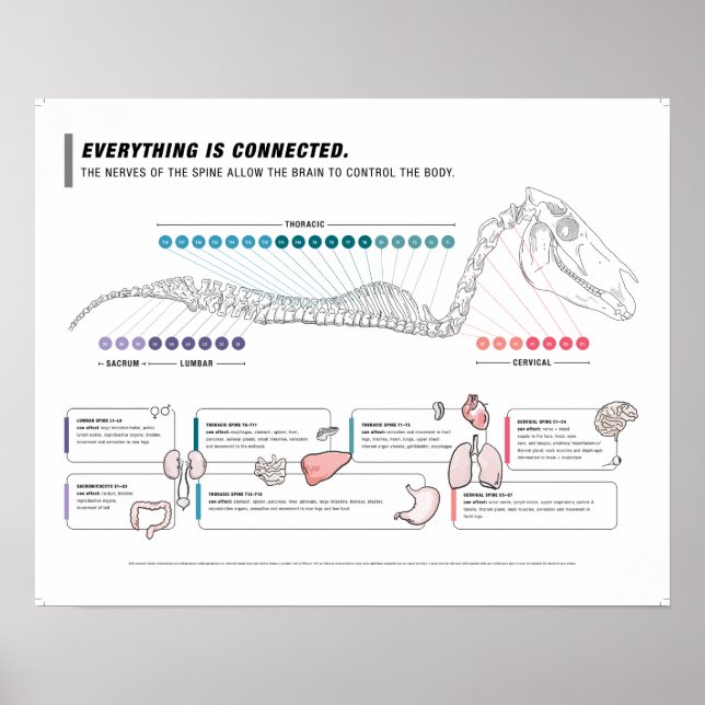 Poster de equinos (Frente)