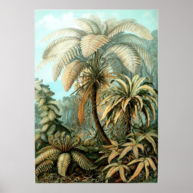 Poster de Ernst Haeckel Filicinae (Tree Ferns) (Frente)
