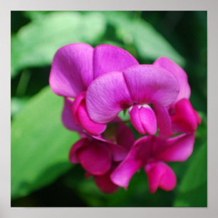 Poster de Ervilha doce