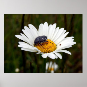 Poster de escaravelho Rosa com manchas brancas