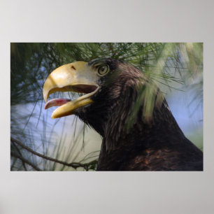 poster de Escondidas de Águia