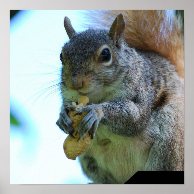 Poster de esquilo (Frente)