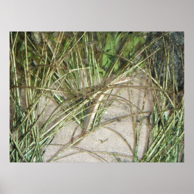 Poster de Estuário nº 2 (Frente)