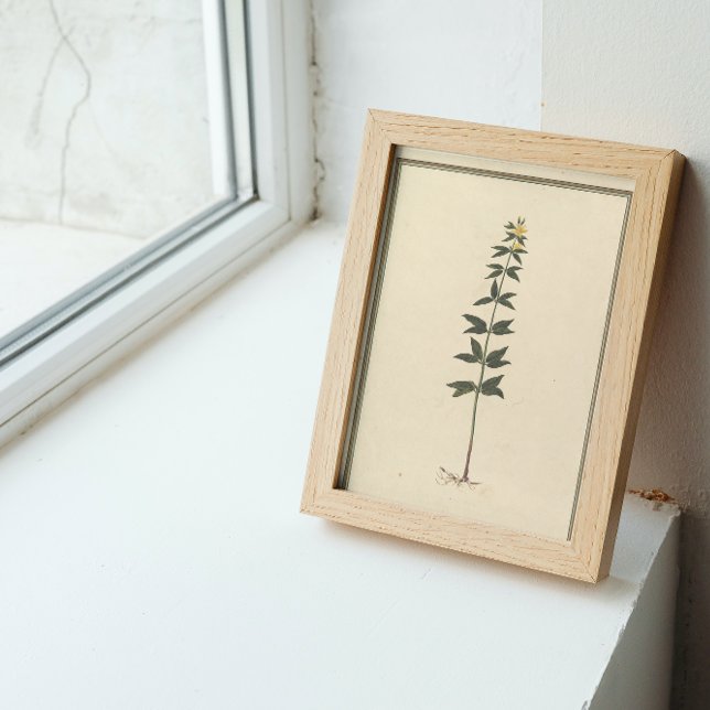 Poster de Estudo Botânico (Criador carregado)