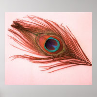 Poster de Feather Red Peacock