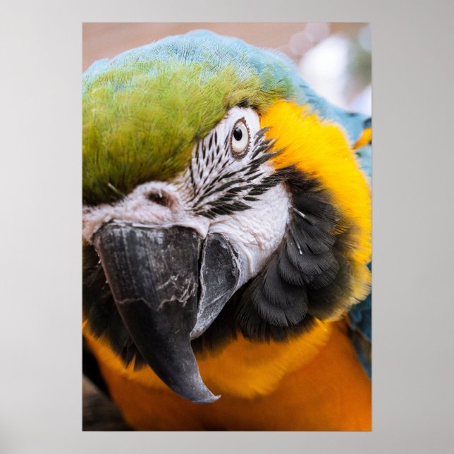 Poster de Fechamento da Macaw (Frente)