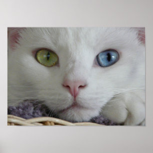 Poster de fechamento da serenidade