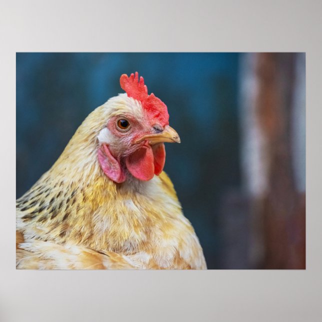 Poster de Fecho de Galinha (Frente)