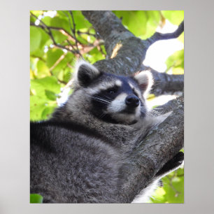 Poster de Fecho do Raccoon