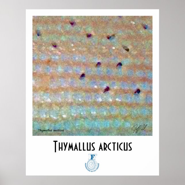 Poster de FFF Grayling (Frente)