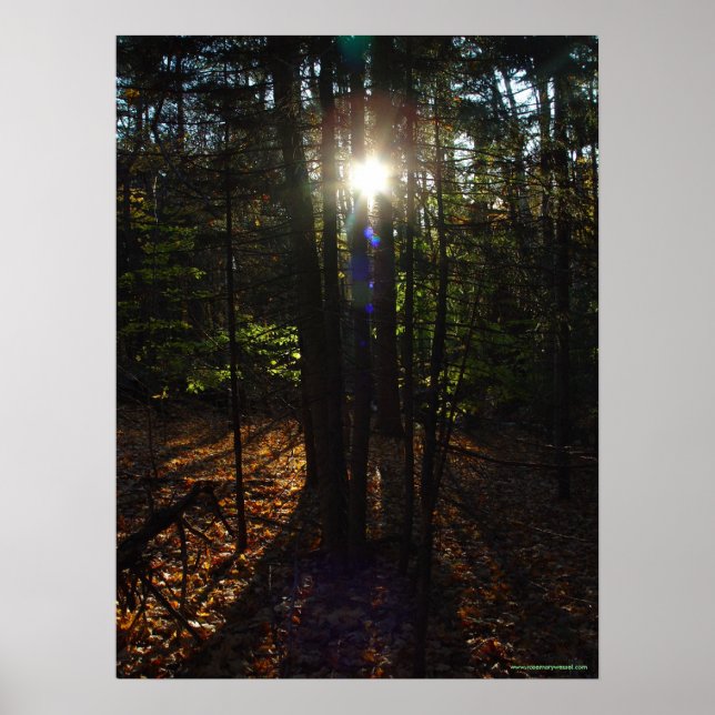 Poster de Filtro de Floresta (Frente)