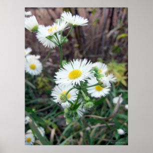 Poster de Fleabane da margarida