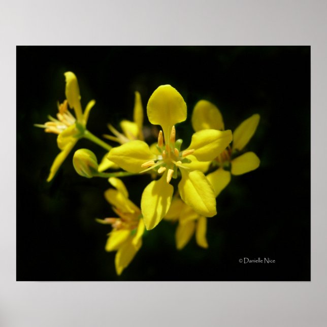 Poster de Flor Amarelo (Frente)