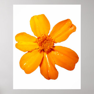Poster de Flor Amarelo