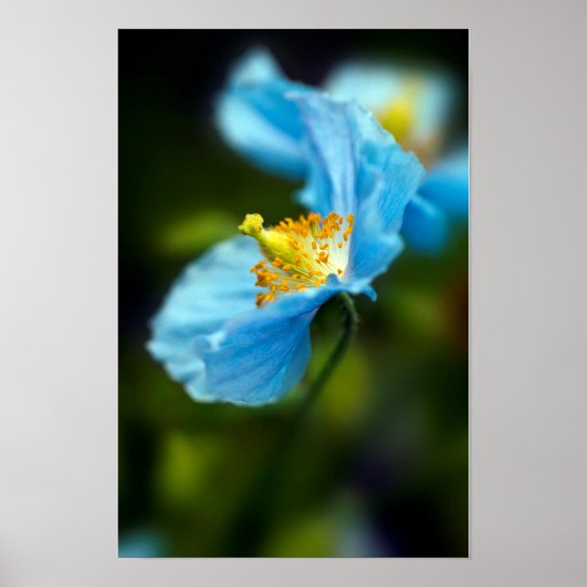 Poster de flor azul-papagaio (Frente)