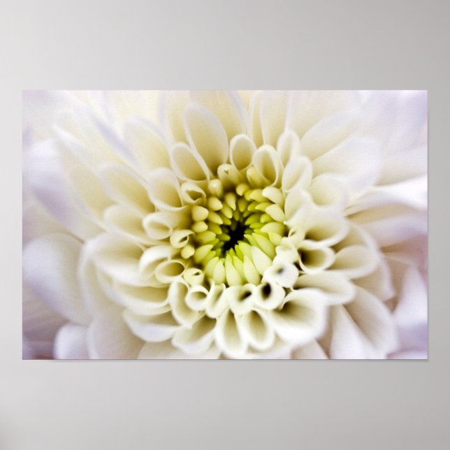 Poster de flor branca de Chyrsanthemum (Frente)