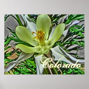 Poster de flor branca de columbina