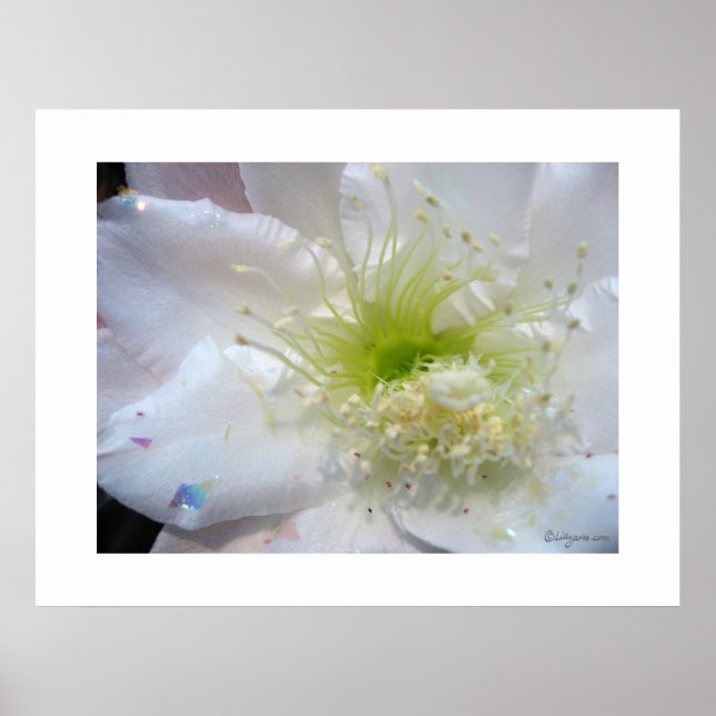 Poster de Flor branco esfestivo Cactus (Frente)