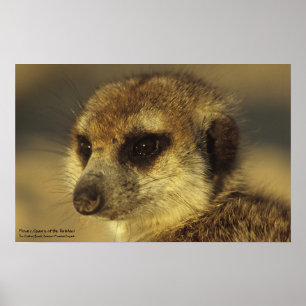 Poster de Flor - Coleção Royal Whiskers