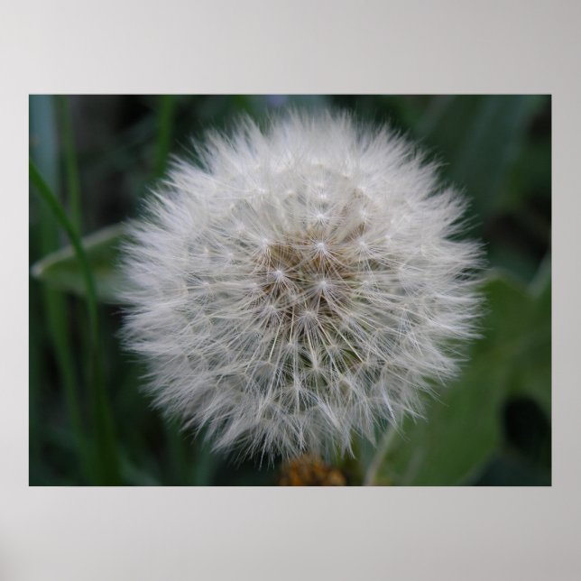 Poster de Flor Dandelion para sementeira (Frente)