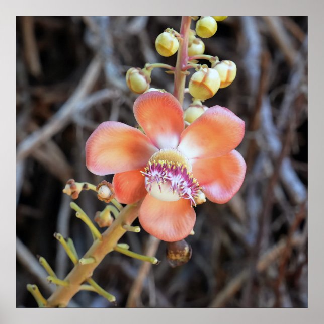 Poster de Flor de Árvore Canonesiana (Frente)