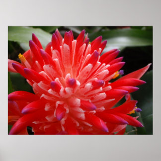 Poster de Flor de Bromélia