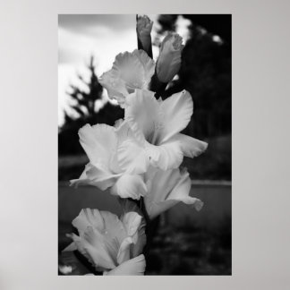 Poster de flor de castigo
