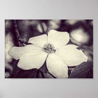 Poster de Flor de Cogwood