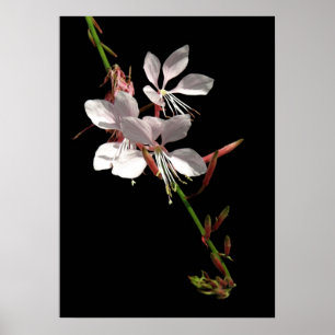 Poster de Flor de Gaura Rosa