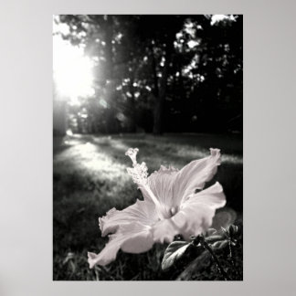 Poster de Flor de Hibiscus B&W