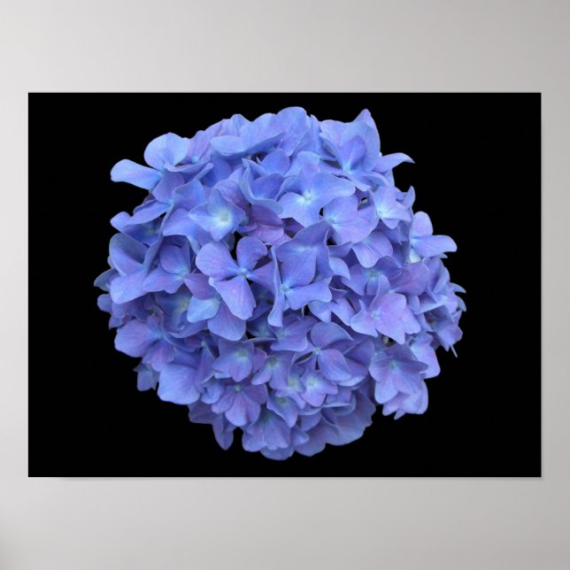 Poster de Flor de Hydrangea Azul (Frente)