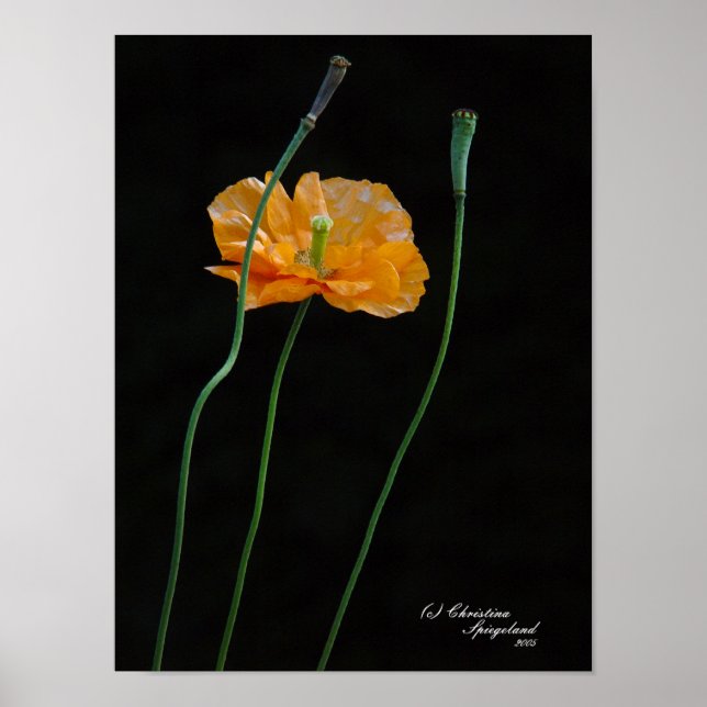 Poster de Flor de Laranja (Frente)