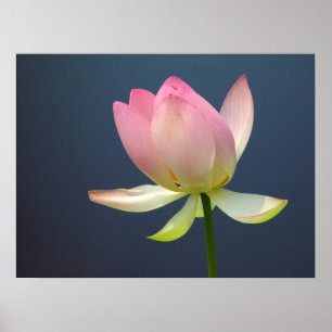 Poster de Flor de Lotus