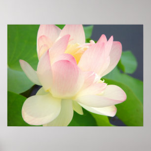 poster de flor de lotus