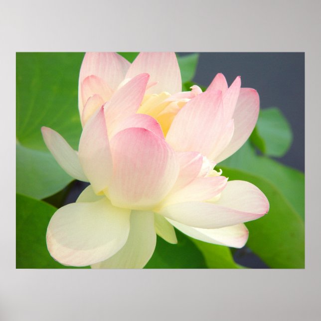 poster de flor de lotus (Frente)