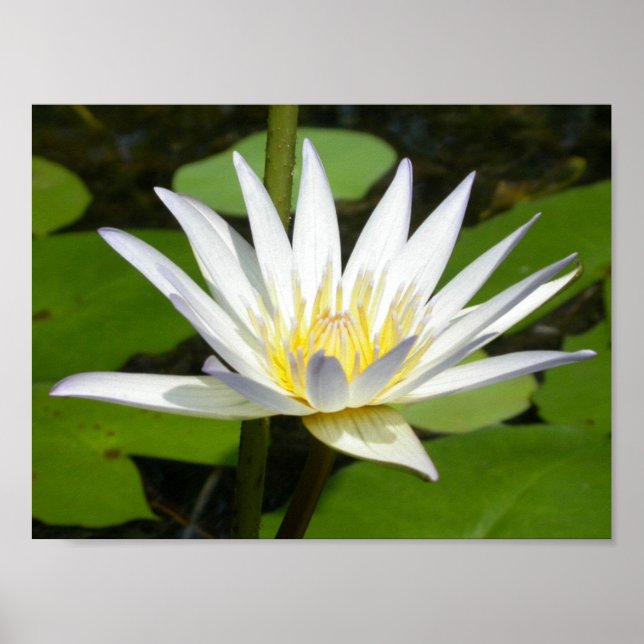 Poster de Flor de Lotus Branco (Frente)