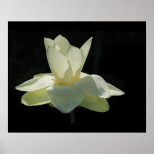Poster de Flor de Lotus Branco Grande