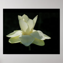 Poster de Flor de Lotus Branco Grande