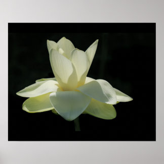 Poster de Flor de Lotus Branco Grande