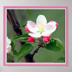 Poster de Flor de Maçã; Impressionante de Aquare