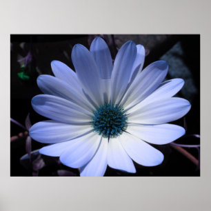 Poster de Flor de Margarida Azul