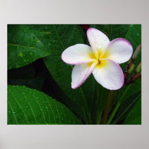 Poster de Flor de Plumeria Amarelo e Branco do Hav