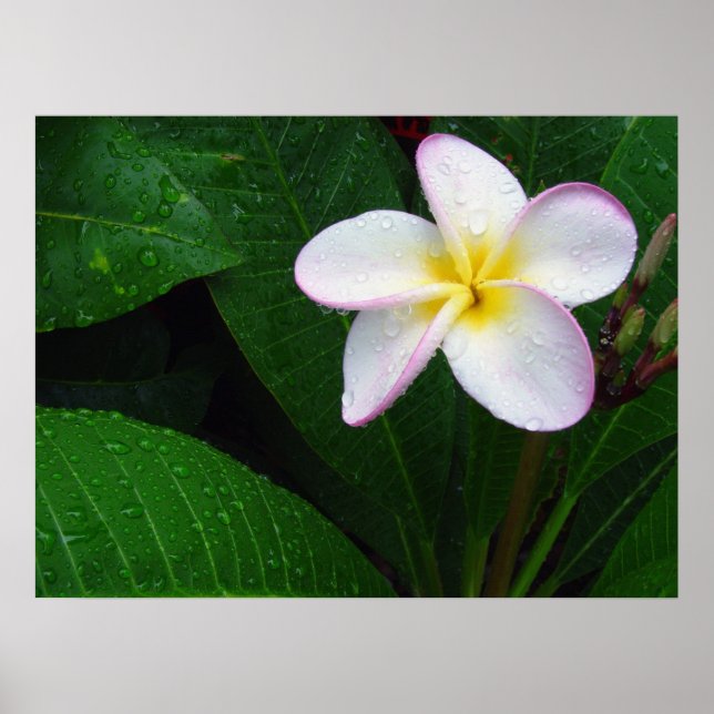 Poster de Flor de Plumeria Amarelo e Branco do Hav (Frente)