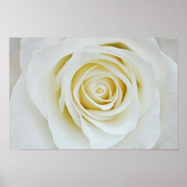 Poster de flor de rosa branca (Frente)