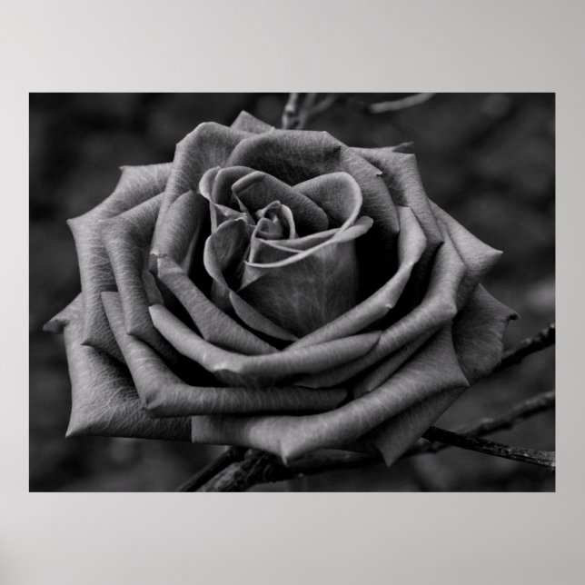 Poster de Flor de Rosa Negra e Branca (Frente)