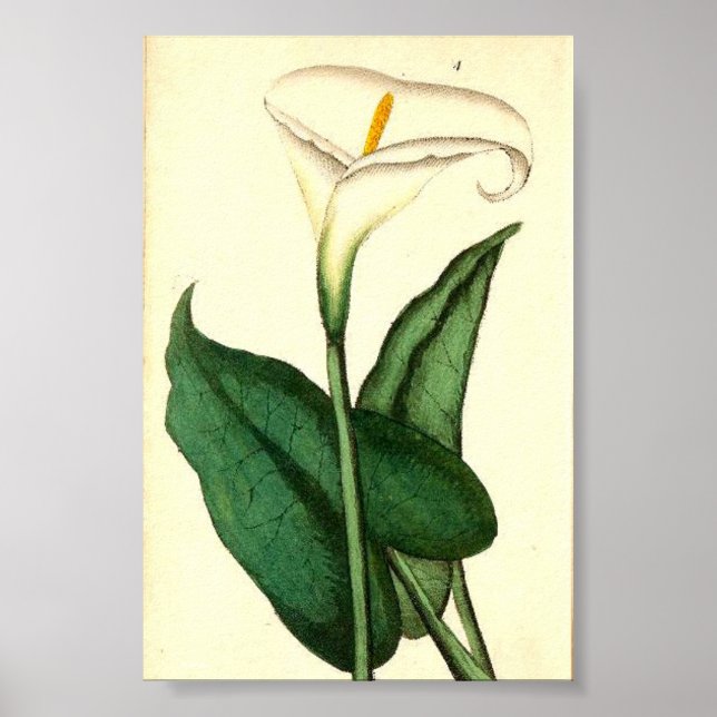 Poster de Flor de Vintagem Botânica (Frente)